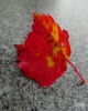 color1.jpg ID 189