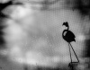 monochrome1.jpg ID 130