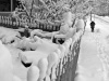 monochrome3.jpg ID 150
